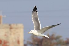 Heuglin's Gull (01) - Copy.jpg