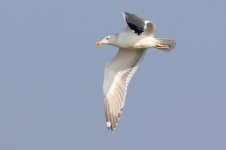 Heuglin's Gull (02) - Copy.jpg