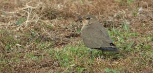 DSC04780 Oriental Pratincole @ RDBT.JPG