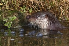 20170128 (33)_Otter.JPG