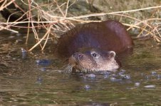 20170128 (36)_Otter.JPG