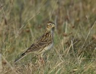 Skylark_Girdle Ness_190217a.jpg