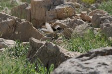 0695 Kurdistan Wheatear.jpg