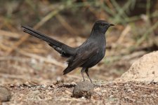 0664 Black Bush Robin.jpg