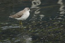 DSC05383 Marsh Sandpiper @ San Tin.JPG