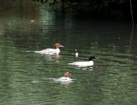 goosander group.jpg