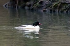 goosander male.jpg