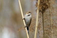 Pallas's Reed Bunting (2).jpg