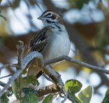 Lark Sparrow 2 1-13-2017.jpg