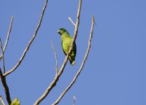 black-billed parrot.JPG