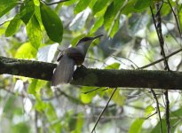 jamaican lizard cuckoo.JPG