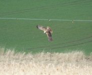 Marsh Harrierbf.jpg