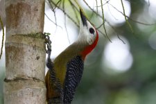 jamaican woodpecker.JPG