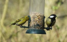 Siskin & Great Titbf.jpg