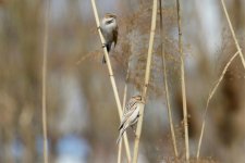 Pallas's Reed Bunting (3).jpg