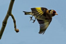 Gold Finch.jpg