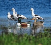 170212_MLKJRS_NorthernShovelers_AmericanAvocet_bf.jpg