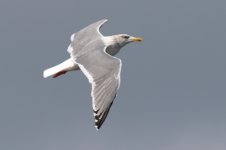 Birula Gull (02) - Copy.jpg