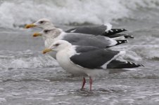 Slaty-backed Gull (04) - Copy.jpg