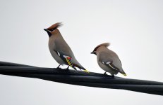 Waxwing_21_02_2017.jpg