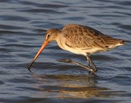 godwit2-bf.jpg