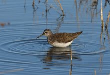 wood-sand-bf.jpg