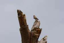 american kestrel.JPG