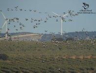 cranes in fuente de piedra malaga.jpg