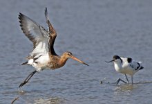 Black-tailed Godwit_3356.jpg