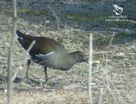 moorhen in fuente piedra birdwatch.jpg