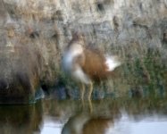 common sandpiper.srb-griturn.blurDSCF1481.jpg