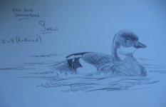 female smew.jpg