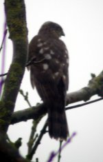 sparrowhawk male garden nov 06.jpg