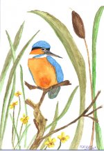 Kingfisher.jpeg