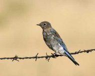 606-06792fbf Mountain Bluebird.jpg