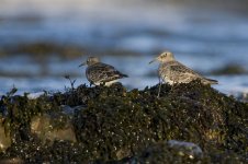 pruple sandpiper.jpg