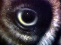 OwlPtg eye and nose.jpg