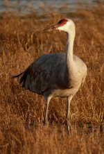 Sandhill Crane ad 14 Nov 06.jpg