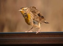 Western Meadowlark 14 Nov 06.jpg