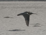 curlew on lelant beach.jpg