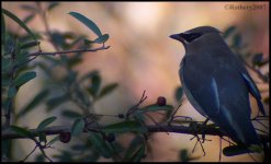 waxwing2.jpg