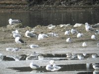 Gulls    1.JPG