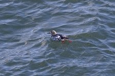 Black Guillemot.jpg