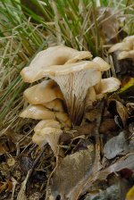 _DSC2264 Lentinellus cochleatus.jpg