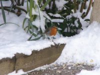 Robin in Snow.jpg