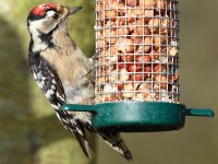Lesser-Spotted-Woodpecker-3062.jpg