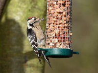 Lesser-Spotted-Woodpecker-3037.jpg