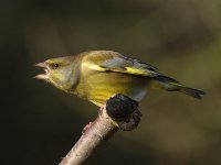 Greenfinch 2006.jpg