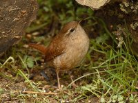 Wren 1864.jpg