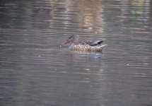 shoveler2 beaulieu 160207.JPG